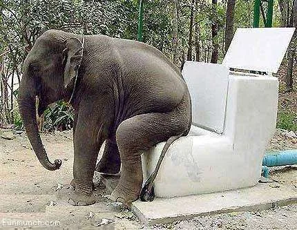 funny-alephant-pictures-1.webp
