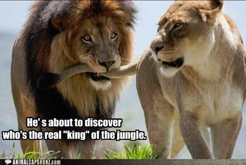 funny-animal-captions-battle-of-the-sexes-lion-edition.webp