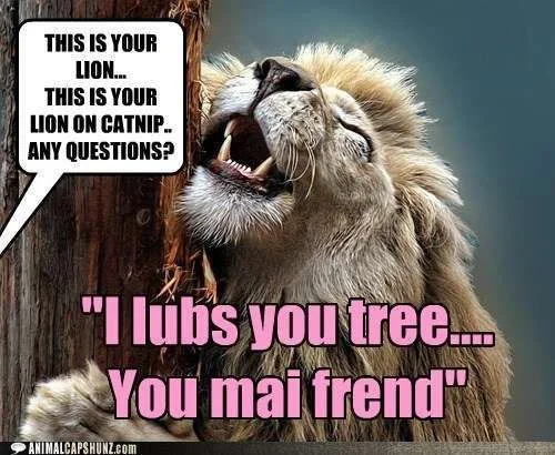 funny-animal-captions-catnip-the-new-drug.webp