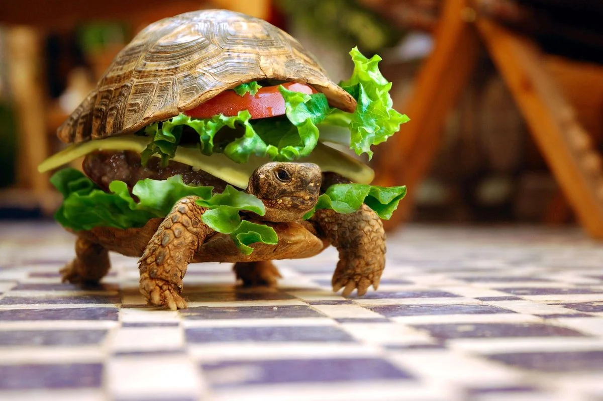 funny-animal-wallpaper.webp