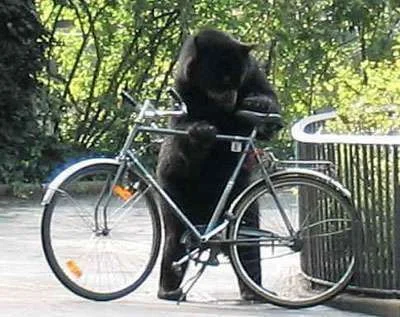Funny bear on bikes.webp