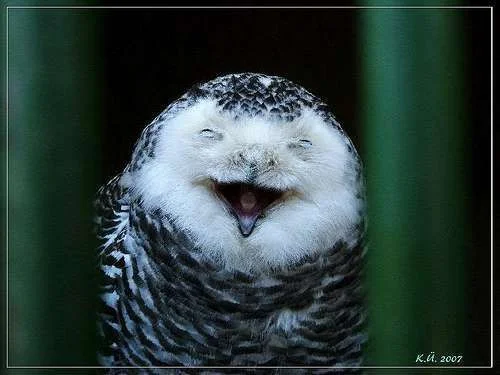 Funny Birds Picture (40).webp