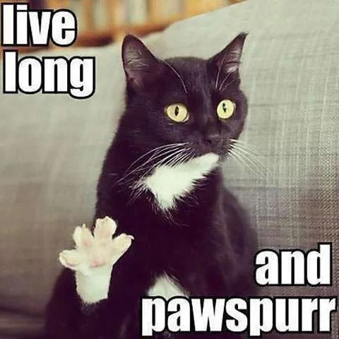 funny-black-cat-paw-couch.webp