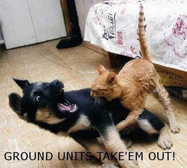 funny-captions-part7-animal-war22.webp