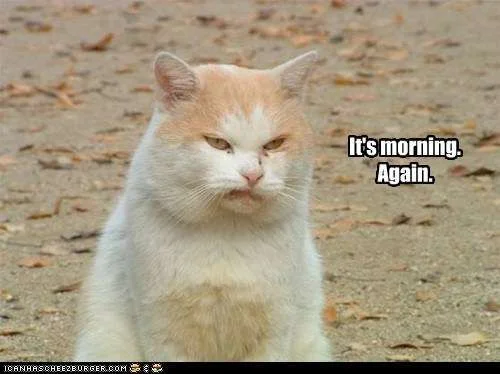 funny-cat-pictures-its-morning-again.webp