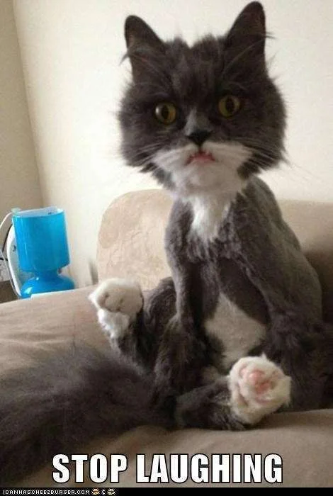 funny-cat-pictures-stop-laughing[1].webp