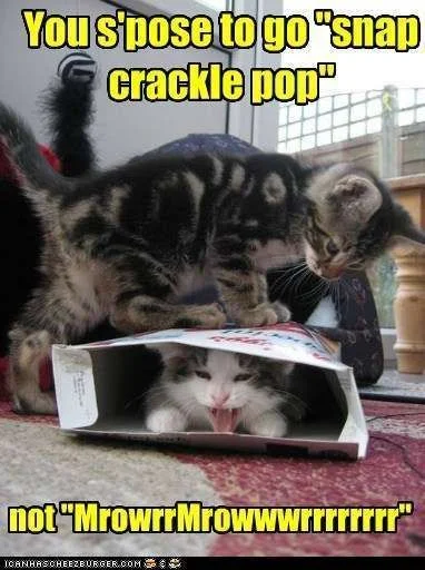 funny-cat-pictures-you-spose-to-go-snap-crackle-pop.webp