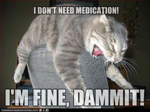 funny-cat-pictures-you-take-em.webp