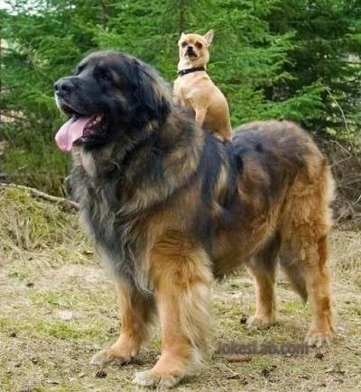 funny-dog-and-puppet2-400x435.webp