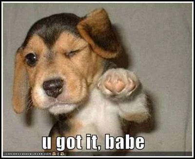 funny-dog-picture-yoo.webp