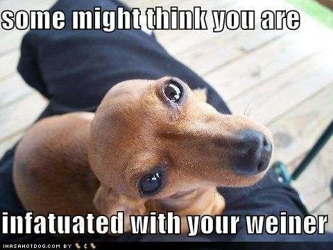 funny-dog-pictures-infatuated-with-your-wiener.webp