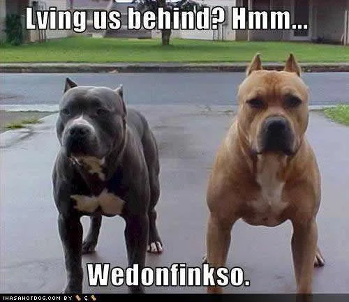 funny-dog-pictures-lving-behind.webp
