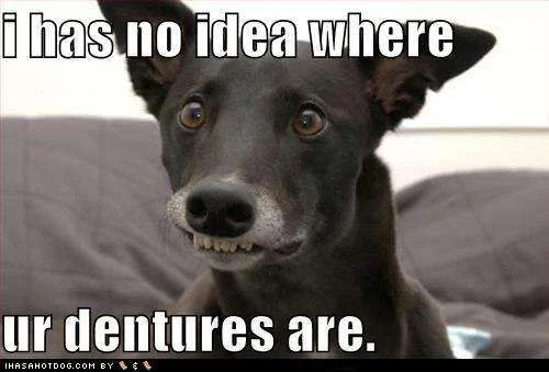 funny-dog-pictures-no-idea-where-ur-dentures-are.webp