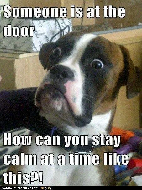 funny-dog-pictures.webp