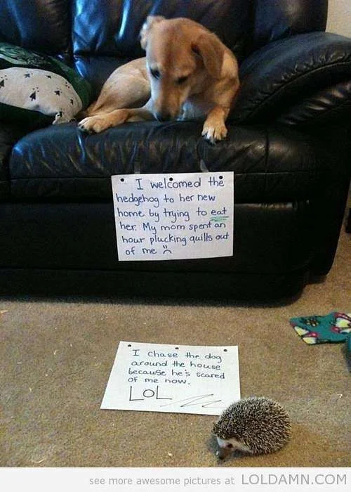 funny-dog-vs-hedgehog.webp