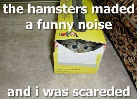 Funny-Hamsters-46.webp