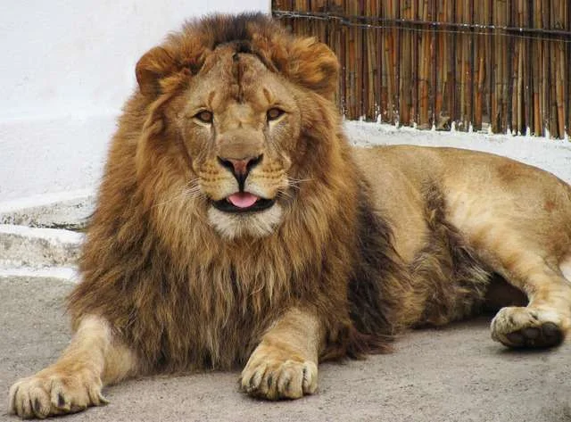 funny-lion-23791-l.webp