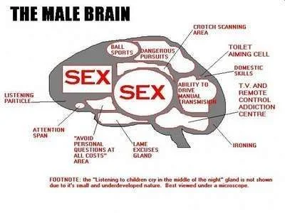 Funny MALE BRAIN.webp
