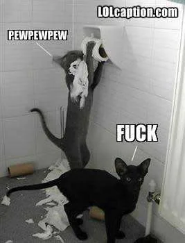 funny-picture-kitteh-naughty-toilet-roll.webp