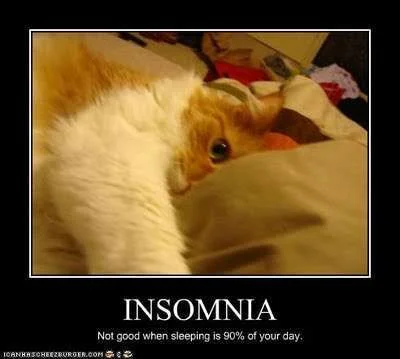 funny-pictures-cat-has-insomnia.webp