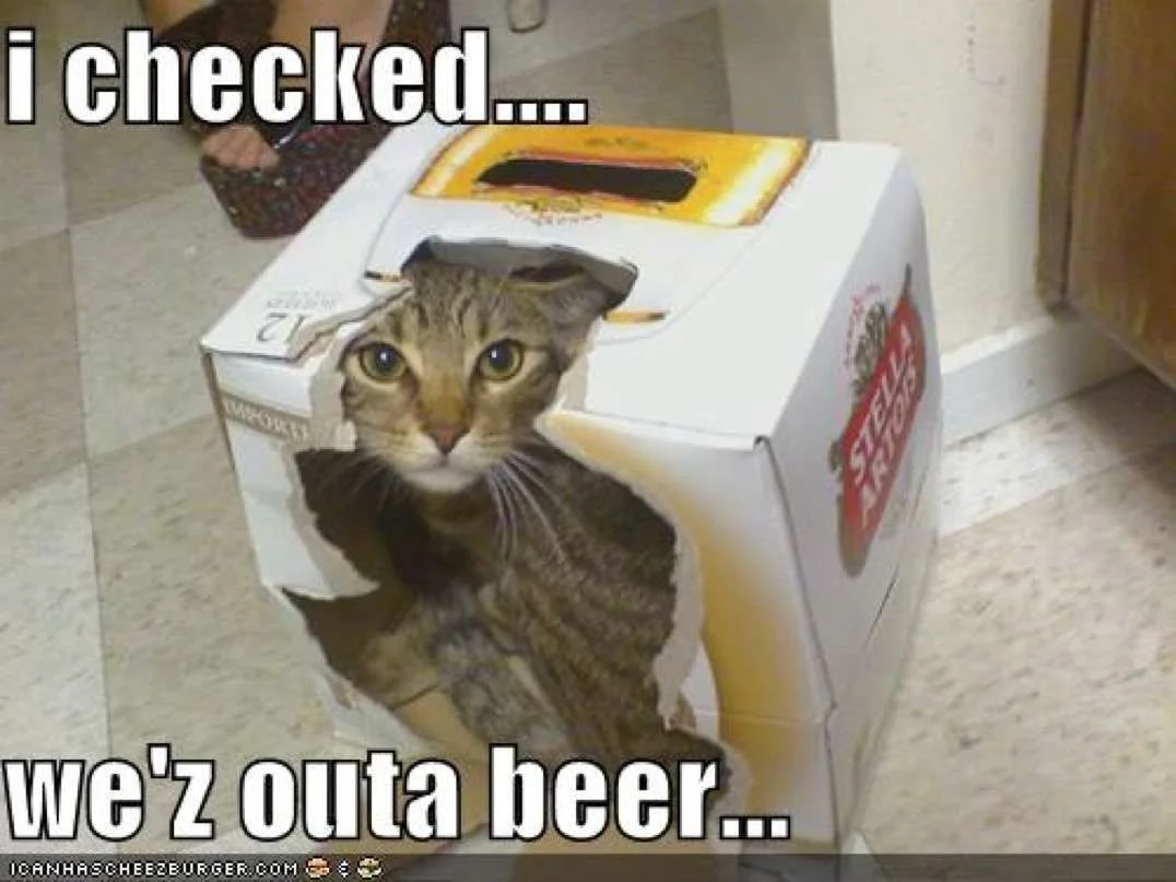 funny-pictures-cat-informs-you-that-you-are-out-of-beer_drunk_animals ___.webp