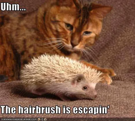 funny-pictures-cat-is-confused-by-hedgehog.webp