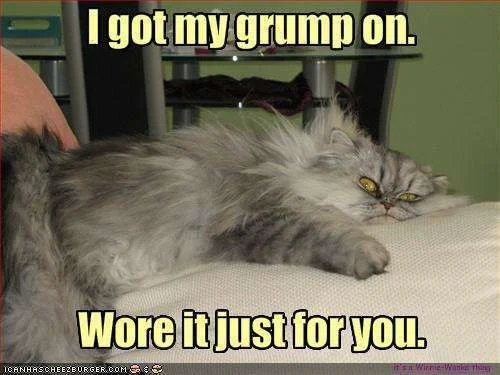 funny-pictures-cat-is-wearing-a-grump.webp