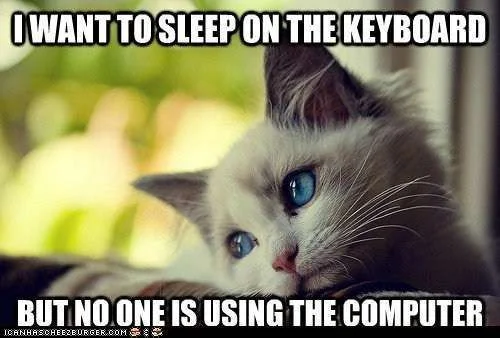 funny-pictures-first-world-cat-problems.webp