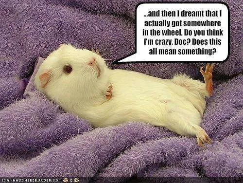 funny-pictures-guinea-pig-has-strange-dreams.webp