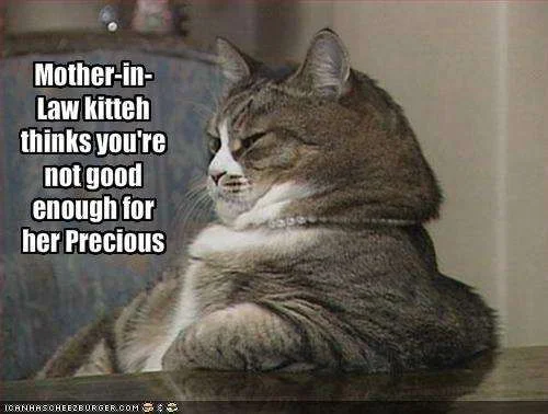 funny-pictures-mother-in-law-cat-does-not-like-you.webp