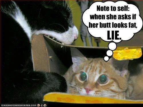 funny-pictures-one-cat-is-mad.webp