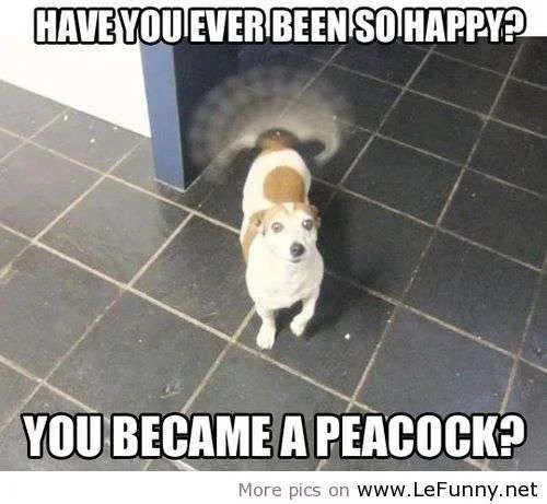 Funny Pictures_.webp