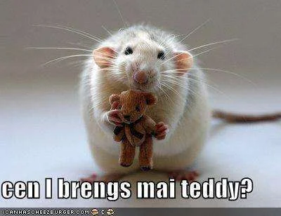 Funny Rodents.webp