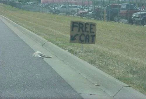 funny-sign-free-dead-cat-on-highway.webp