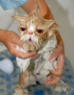 Funny Weird Pictures (32).webp