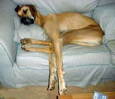 funny_animal_pics_5.webp