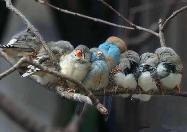 funny_birds_2.webp