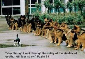 funny_cat_picture.webp