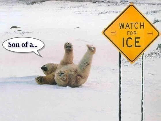 funny_watch_for_ice_bear_pictures.webp
