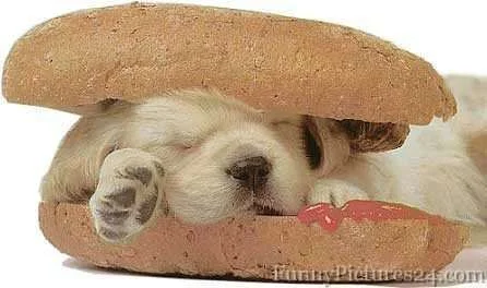 funnydog11.webp