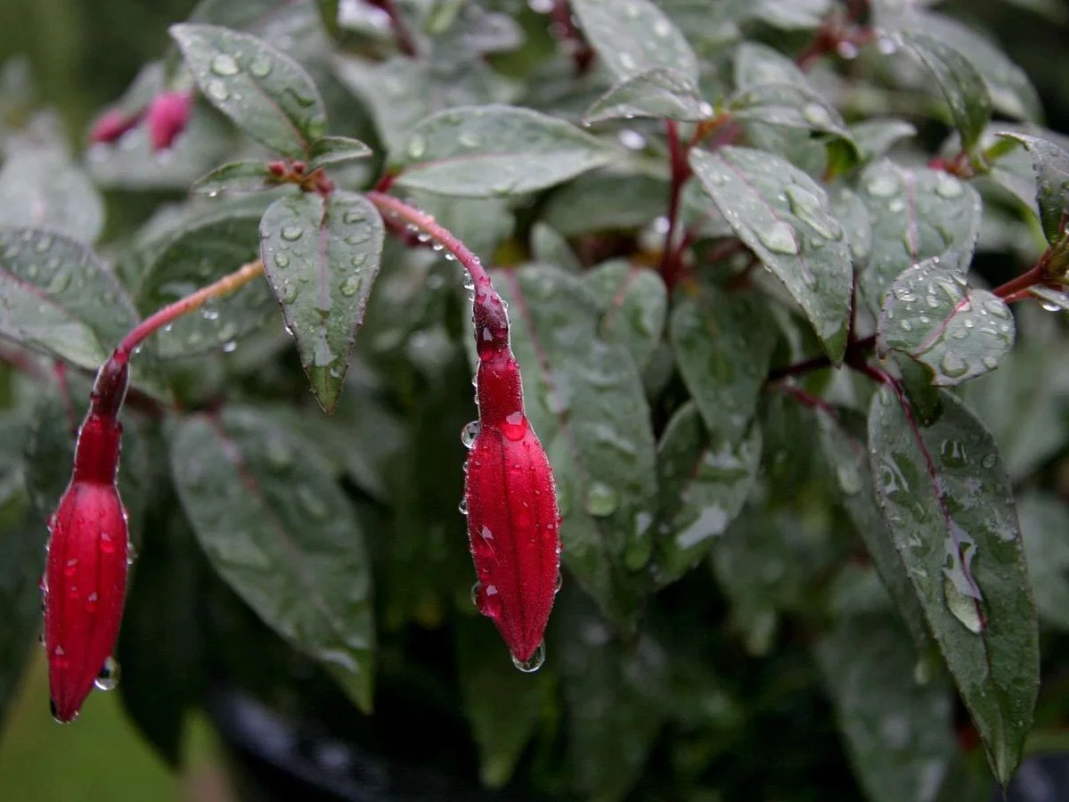 fusia-after-rain-wallpapers_5161_1600x1200.webp