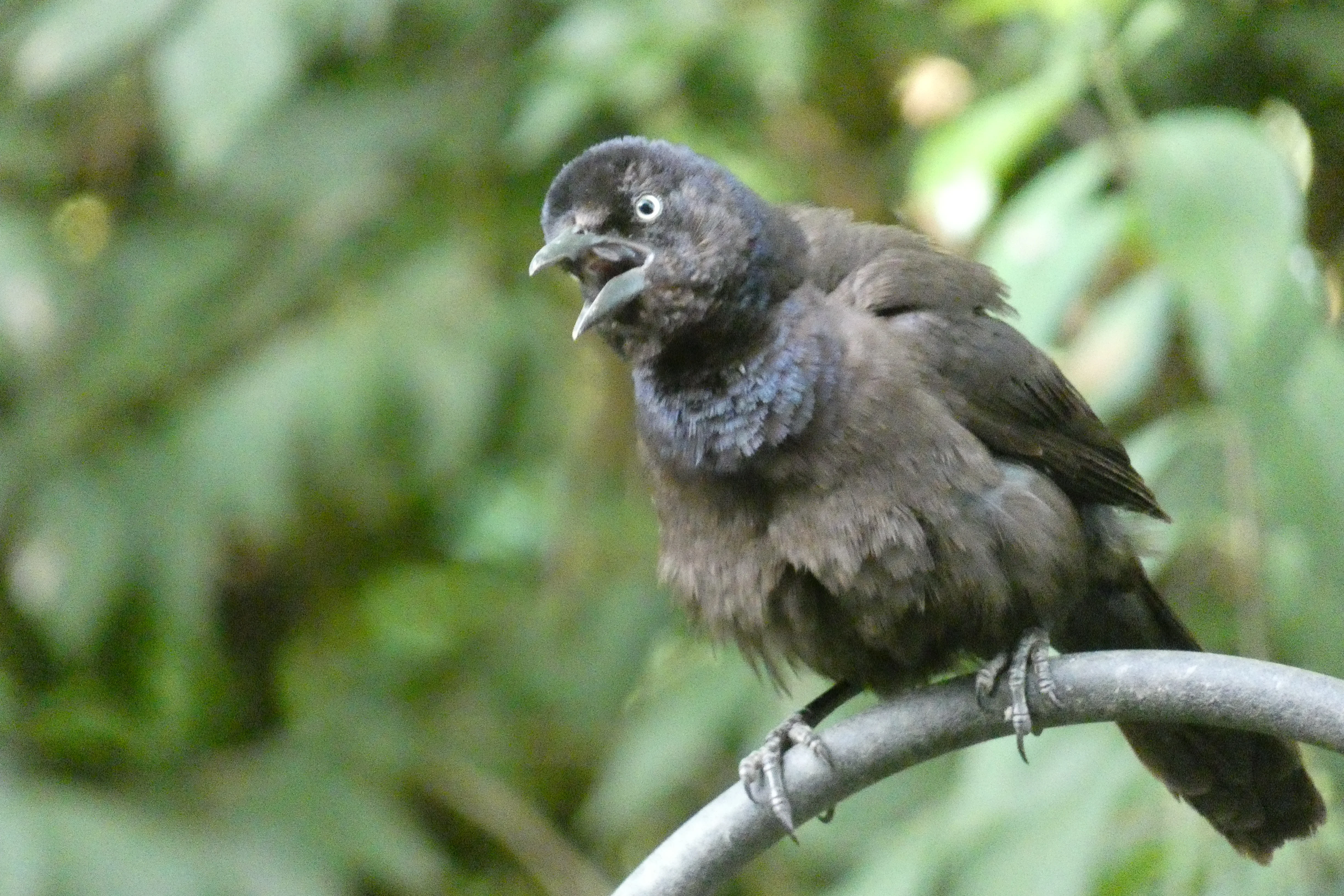 fussy bird.webp