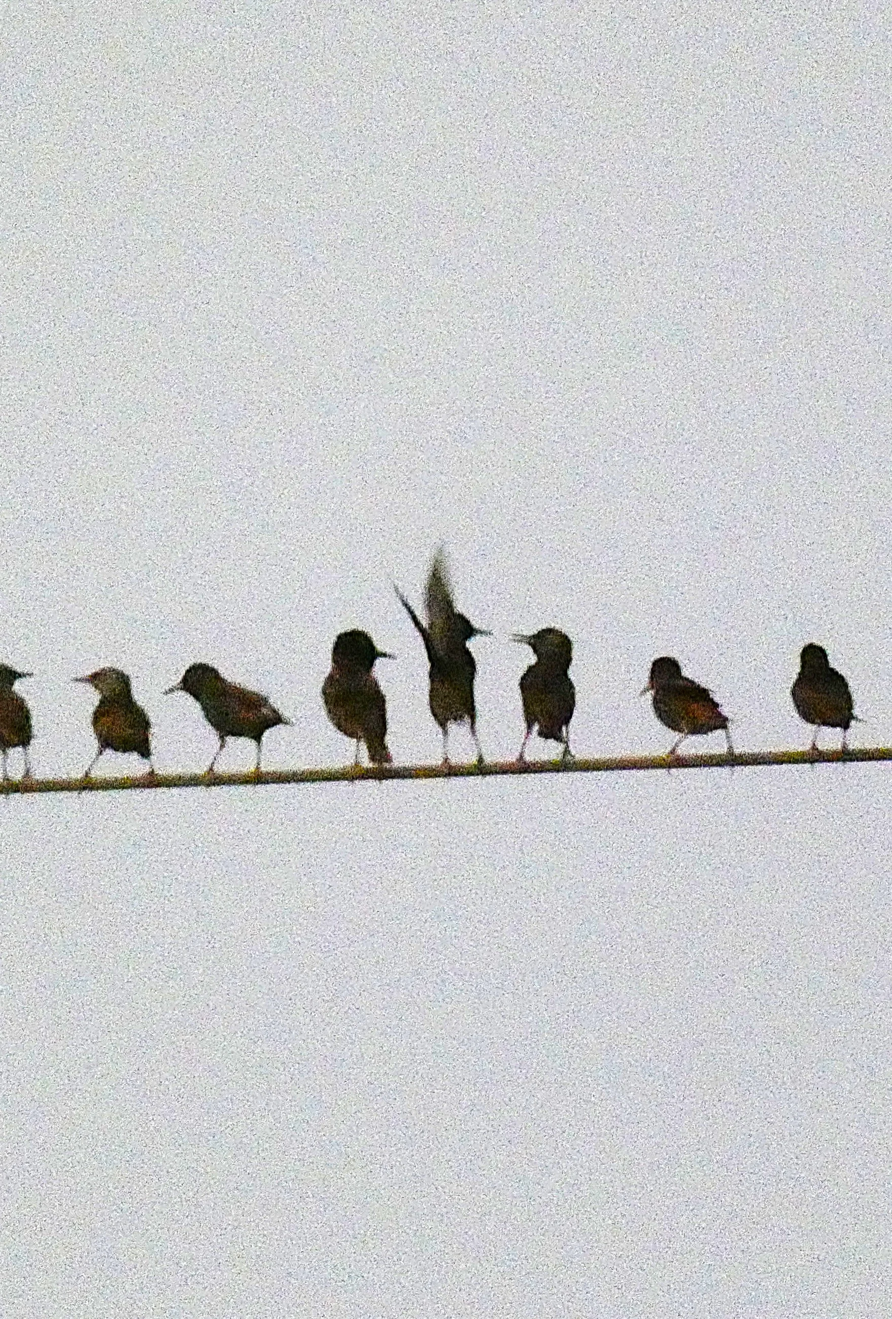 fussy starling.webp