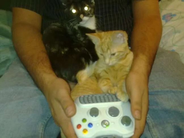 gamerkitties.webp