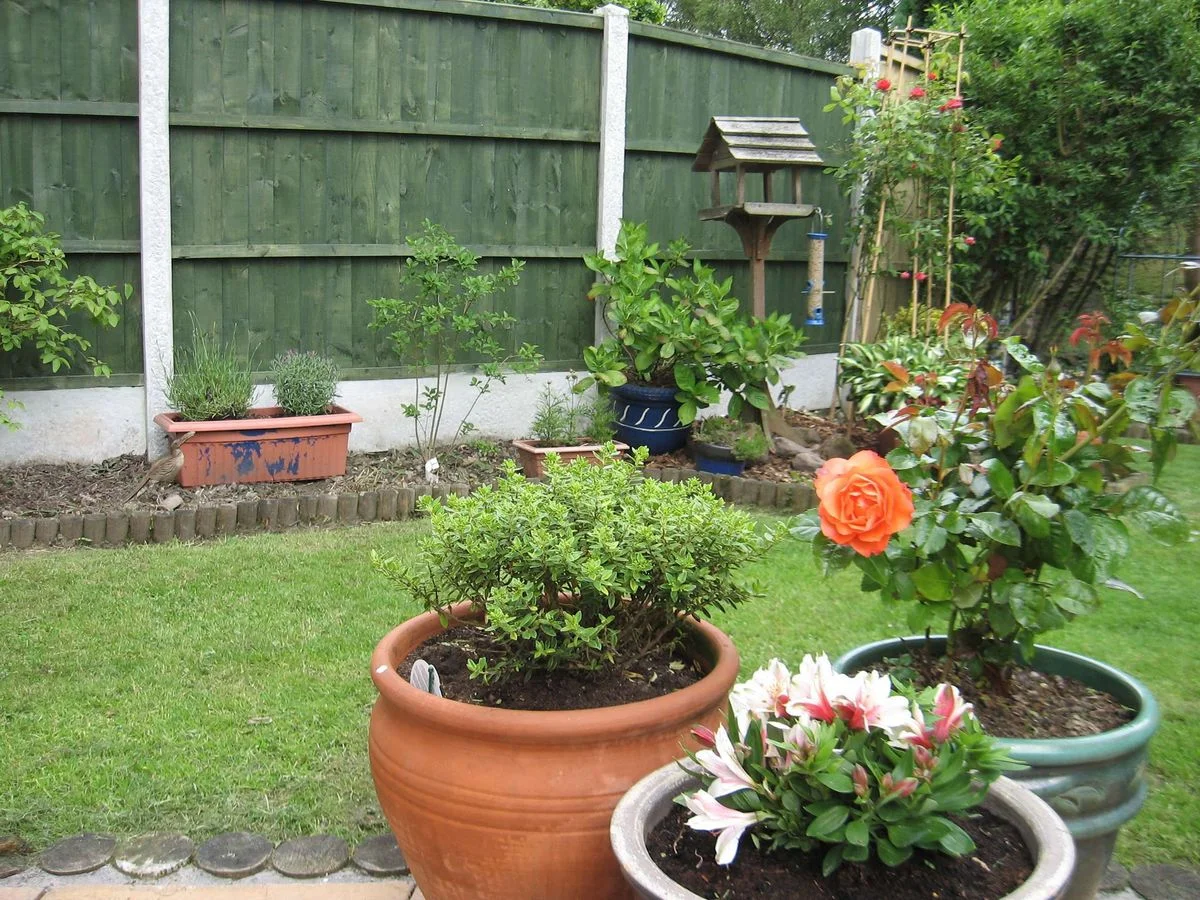 Garden 1. June 12.webp