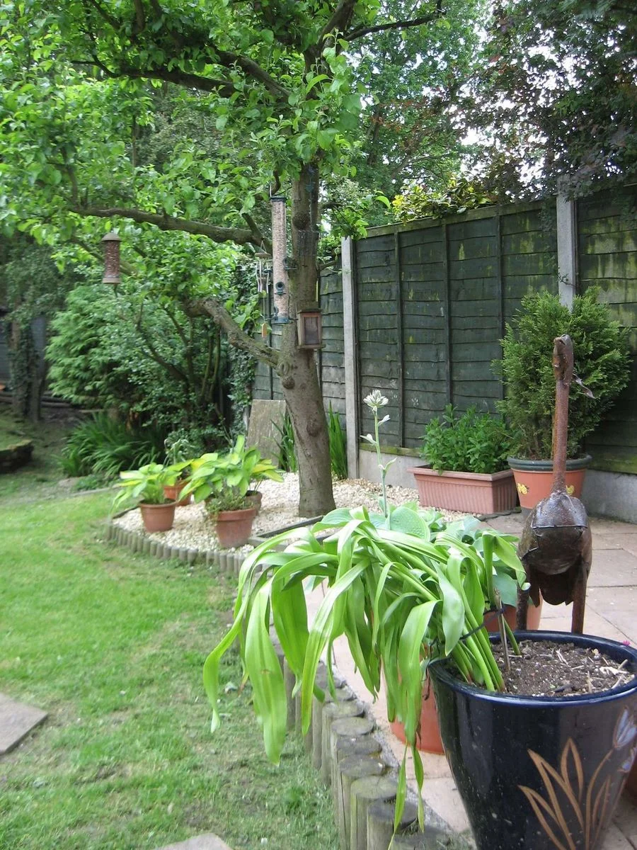 Garden 2. June 12.webp