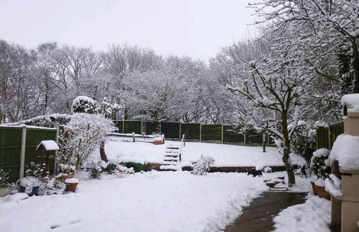 Garden 21.01.13.webp