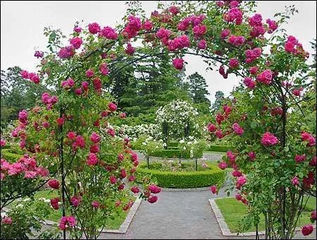 garden_roses.webp