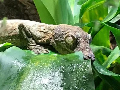 gecko.webp