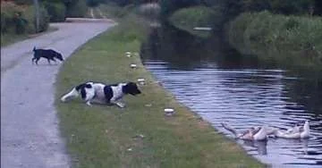 Geese scaring Max 3.webp